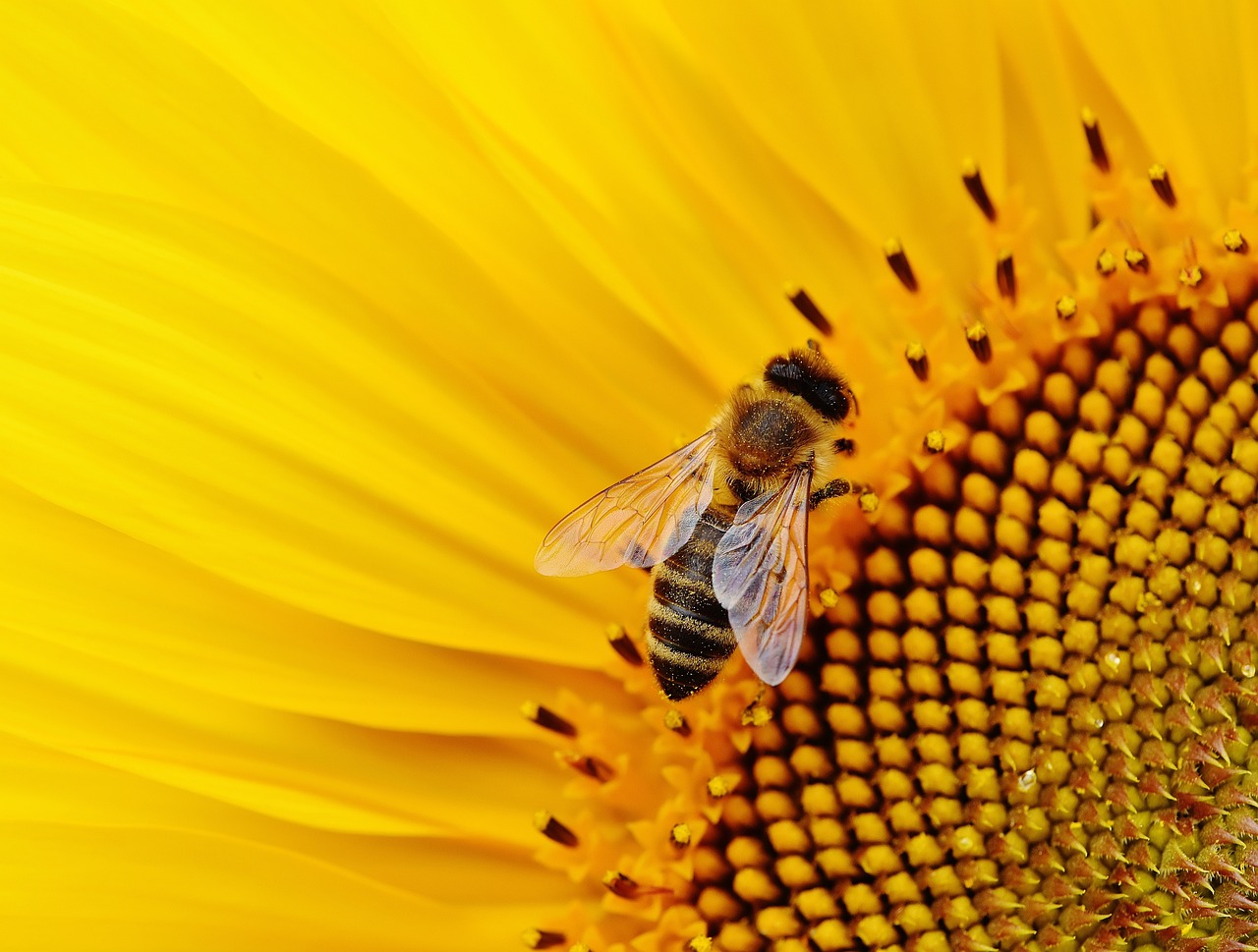 Qual é a diferença entre vespa e abelha?
